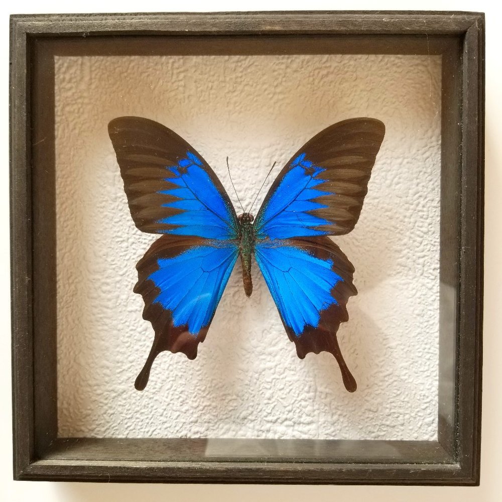 B11 New Rare Collectible Real male papilio Ulysses Butterly Display Wood Glass
